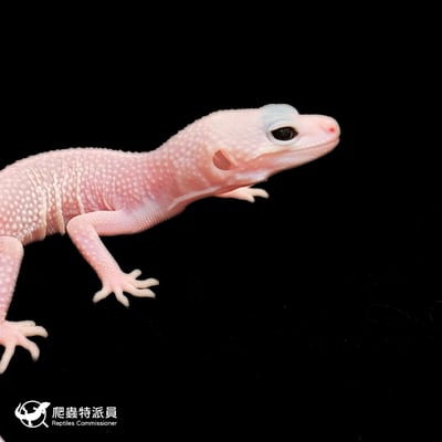 豹紋守宮．全日蝕暴風雪（編號 334）4