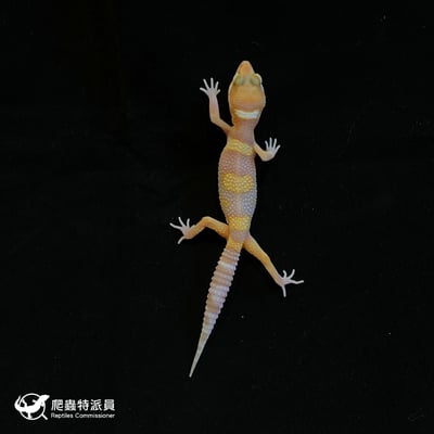 豹紋守宮．川白日蝕（編號 110）2