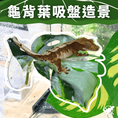 龜背葉吸盤造景1