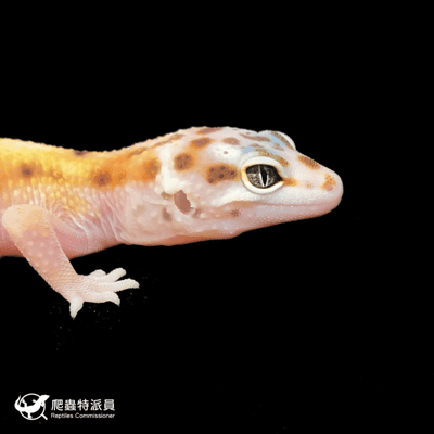 豹紋守宮．叢林（編號 167）4