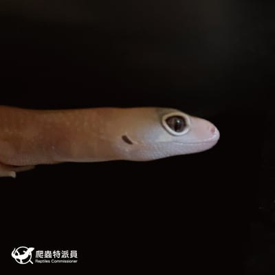 肥尾守宮．橘白祖魯 h 焦糖（編號 34）4