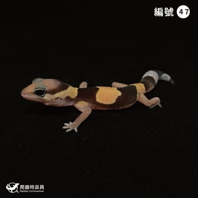 肥尾守宮．普肥（編號 47）1