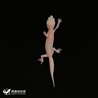 豹紋守宮．超級 RA（編號 51）2