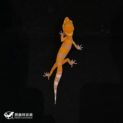 豹紋守宮．日焰（編號 78）2