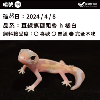 肥尾守宮．直線焦糖祖魯 h 橘白（編號 44）3