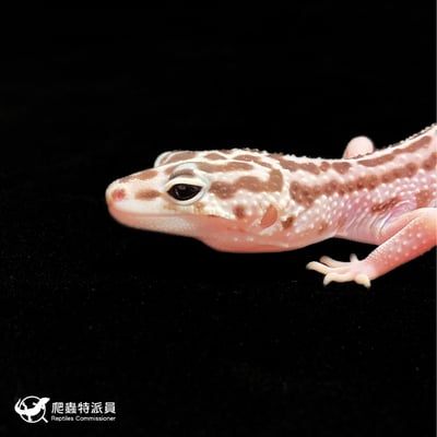 豹紋守宮．超雪（編號 286）5