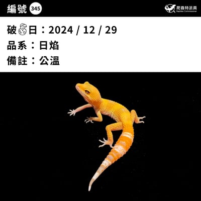 豹紋守宮．日焰（編號 345）3