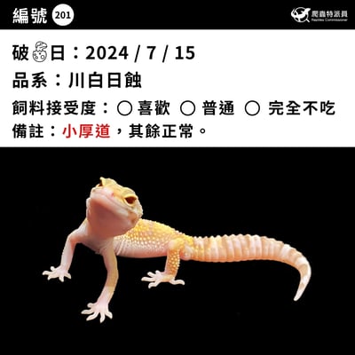 豹紋守宮．川白日蝕（編號 201 ）3