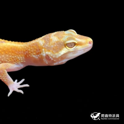 豹紋守宮．川普叢林（編號 426）4