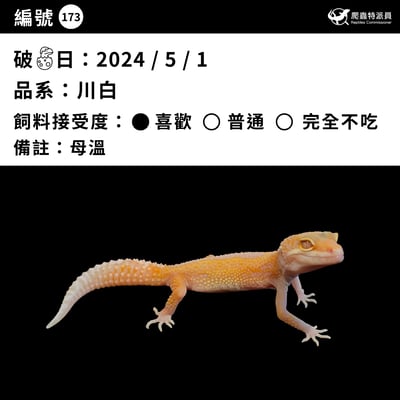 豹紋守宮．川普白化（編號 173）3