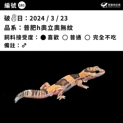 肥尾守宮．普肥 h 奧立奧無紋（編號 181）3