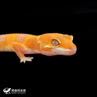 豹紋守宮．日焰（編號 78）4