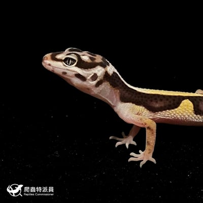 豹紋守宮．土匪（編號 166）5