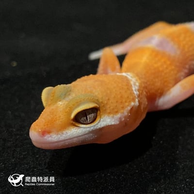 豹紋守宮．日焰（編號 16）5