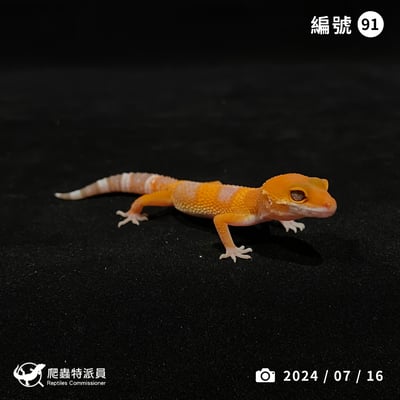 豹紋守宮．日焰（編號 91）1