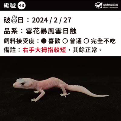 豹紋守宮．雪花暴風雪日蝕（編號 48）3