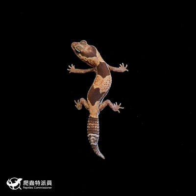 肥尾守宮．普肥 h 無紋（編號 188）2