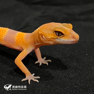 豹紋守宮．日焰（編號 23）4