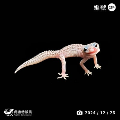 豹紋守宮．超雪（編號 284 ）1