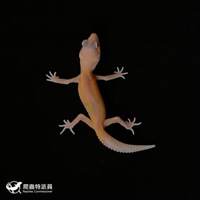 豹紋守宮．反直紅眼暴龍（編號 71）2