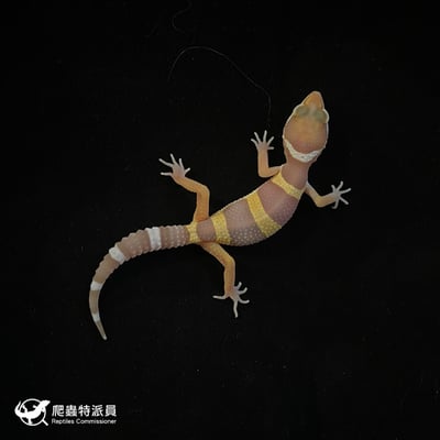 豹紋守宮．川普白化（編號 113）2