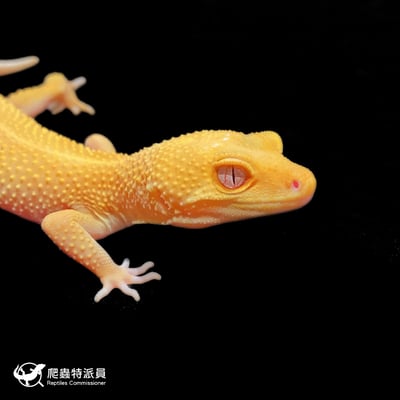 豹紋守宮．日焰（編號 391）4