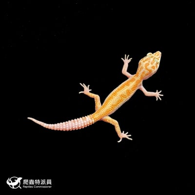 豹紋守宮．川白日蝕（編號 428）2