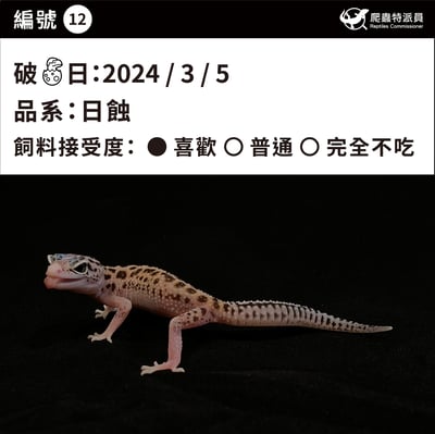 豹紋守宮．日蝕（編號 12）3