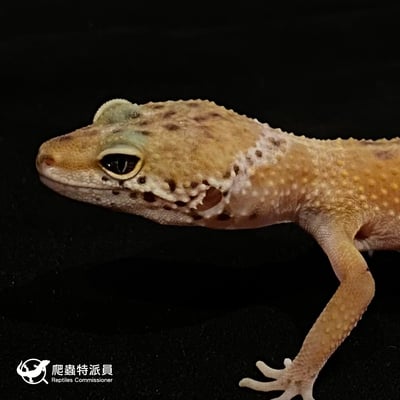 豹紋守宮．原色（編號 3）5