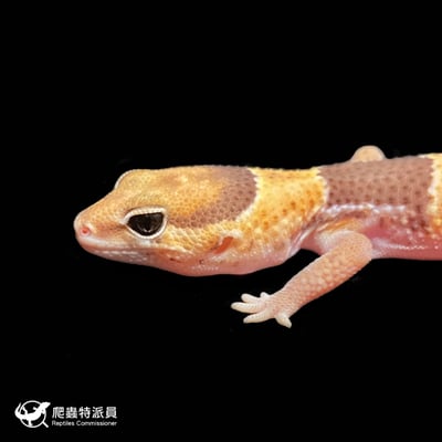 肥尾守宮．普肥（編號 299 ）5