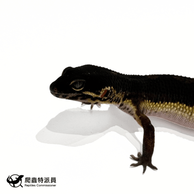 豹紋守宮．黑夜（編號 313）5