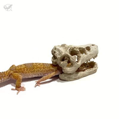 爬蟲迷你暴龍頭骨擺設1