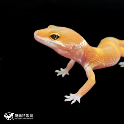 豹紋守宮．橘化（編號 129）5