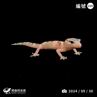 豹紋守宮．川白雪花（編號 219）1