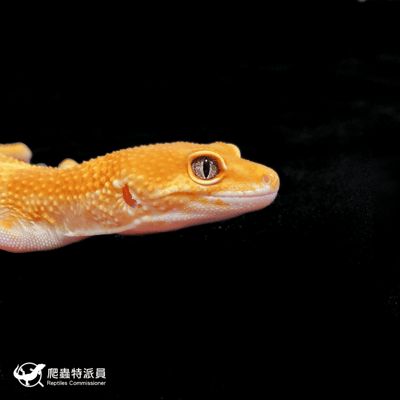 豹紋守宮．橘化／成體（編號 168）4