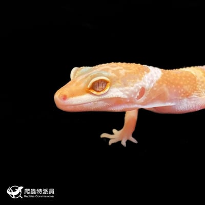 豹紋守宮．川普白化（編號 70）5