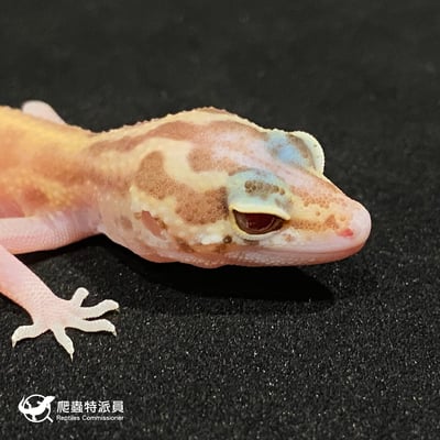 豹紋守宮．川白日蝕（編號 24）4