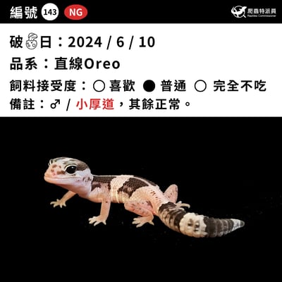 肥尾守宮．Oreo（編號 143）3