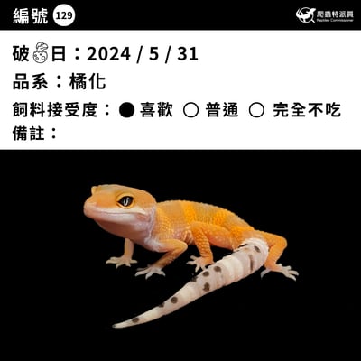 豹紋守宮．橘化（編號 129）3