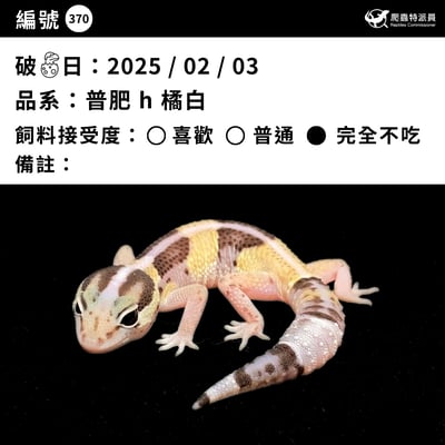 肥尾守宮．普肥 h 橘白（編號 370）3