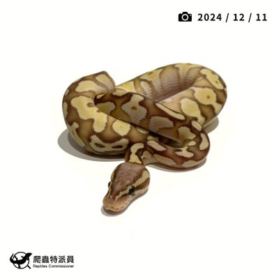 球蟒．淡彩奶油（編號 3）2