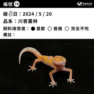 豹紋守宮．川普叢林（編號 74）3