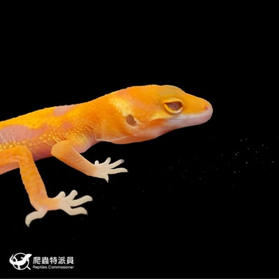 豹紋守宮．川普橘白化（編號 119）4