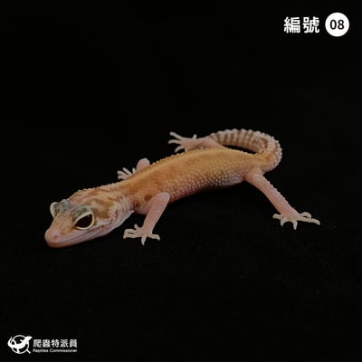 豹紋守宮．川白日蝕（編號 8）1