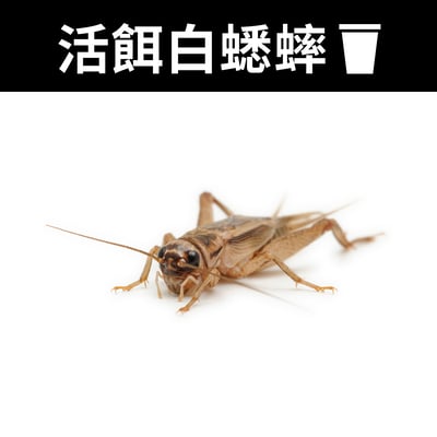 爬寵活餌杯裝飼料（白蟋蟀、杜比亞、櫻桃蟑）2