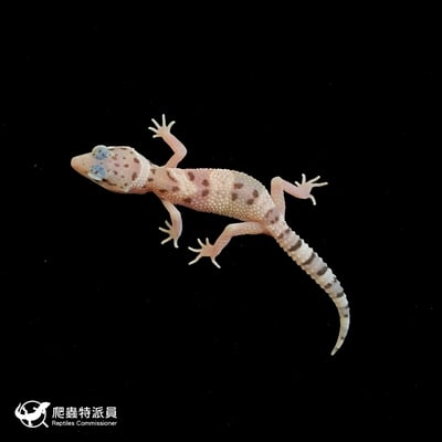 豹紋守宮．川白雪花（編號 219）2