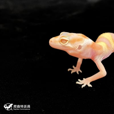 豹紋守宮．WY川白（編號 159）5