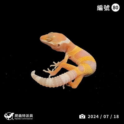 豹紋守宮． 日焰（編號 80）1