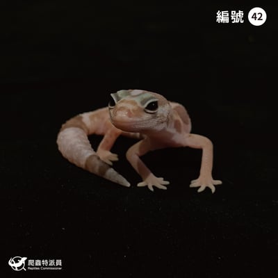 肥尾守宮．直線立可白焦糖 h 橘白祖魯（編號 42）1