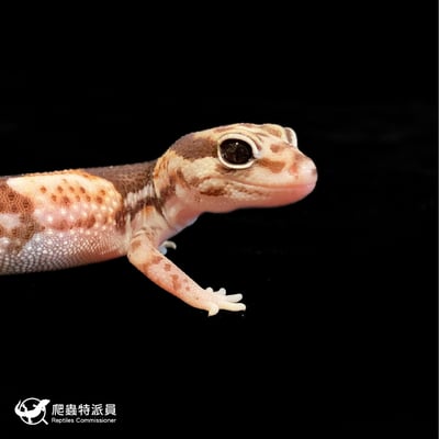 肥尾守宮．普肥 h 幽靈祖魯（編號 185）4